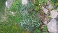 orto_botanico.jpg